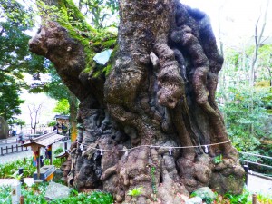 来宮神社の大楠