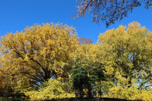 イチョウの紅葉