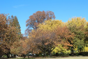 御苑の紅葉