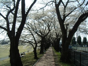 以前の桜並木