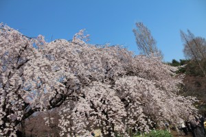 枝垂れ桜の滝