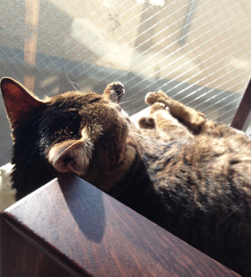 自然の懐は限りなく大きい 株式会社コンパス ポイント 広告 フーガブックス Chinoma