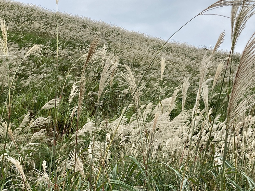 仙石原のすすきを分け入る 株式会社コンパス ポイント 広告 フーガブックス Chinoma