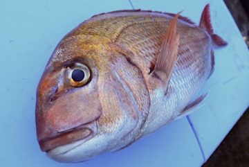 真鯛の言うことには 株式会社コンパス ポイント 広告 フーガブックス Chinoma