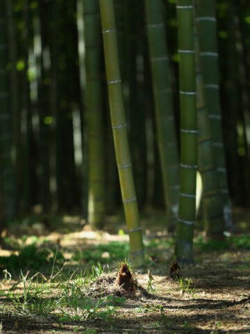 若山さん