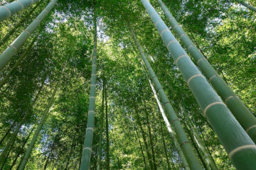 若山さん